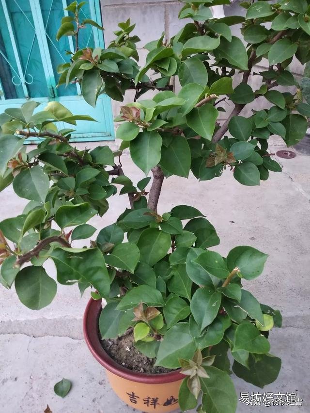 盆栽三角梅,会觉得很麻烦,具体应该如何做呢?