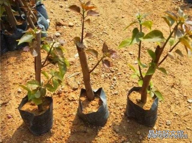 盆栽三角梅,会觉得很麻烦,具体应该如何做呢?