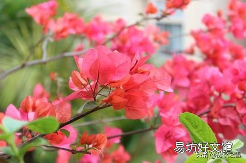 盆栽三角梅,会觉得很麻烦,具体应该如何做呢?