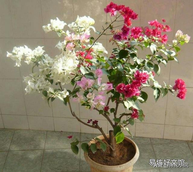 盆栽三角梅,会觉得很麻烦,具体应该如何做呢?
