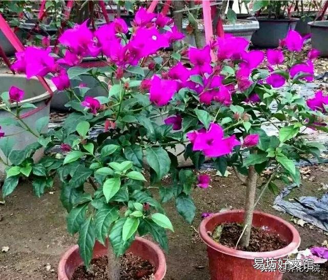 盆栽三角梅,会觉得很麻烦,具体应该如何做呢?