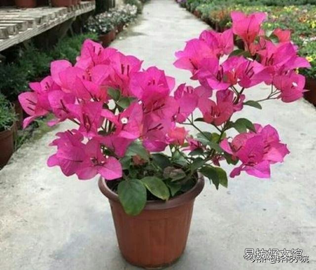 盆栽三角梅,会觉得很麻烦,具体应该如何做呢?