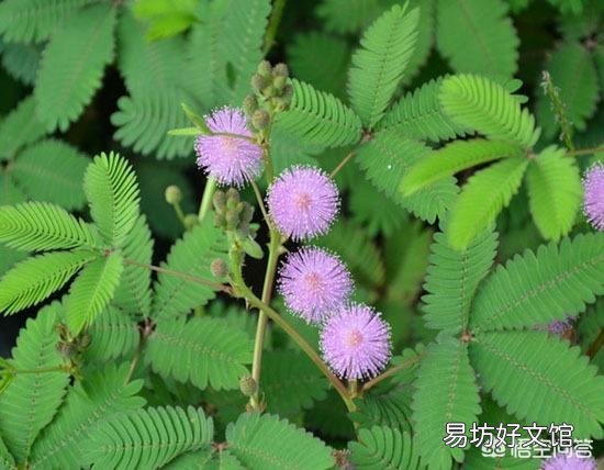 含羞草幼苗能晒太阳吗?