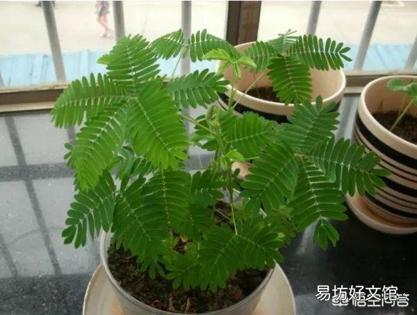 含羞草幼苗能晒太阳吗?