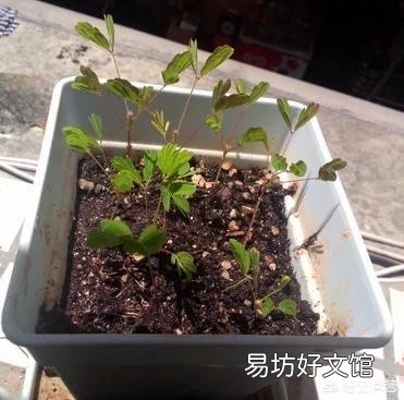 含羞草幼苗能晒太阳吗?
