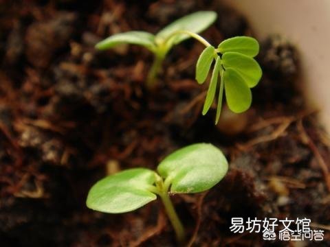 含羞草幼苗能晒太阳吗?