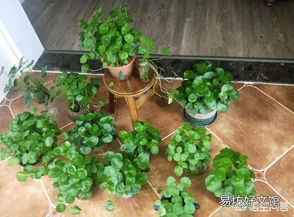 铜钱草重新种,现在长出叶子了,能给它晒太阳了么?