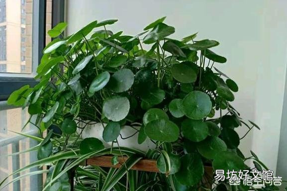 铜钱草重新种,现在长出叶子了,能给它晒太阳了么?