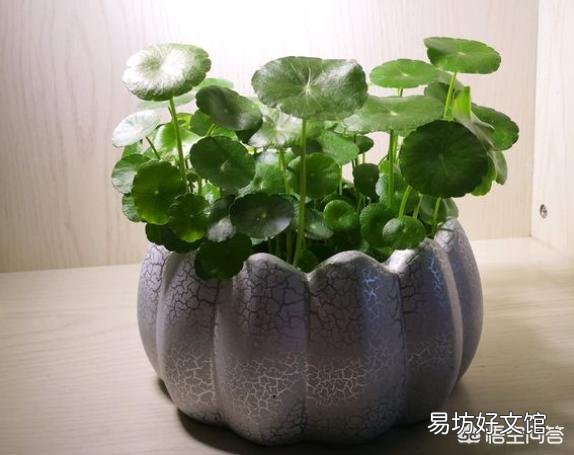 铜钱草重新种,现在长出叶子了,能给它晒太阳了么?