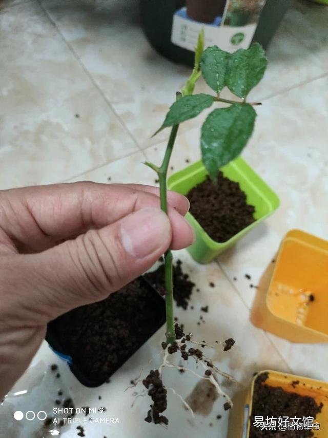 扦插月季后期管理怎么做?