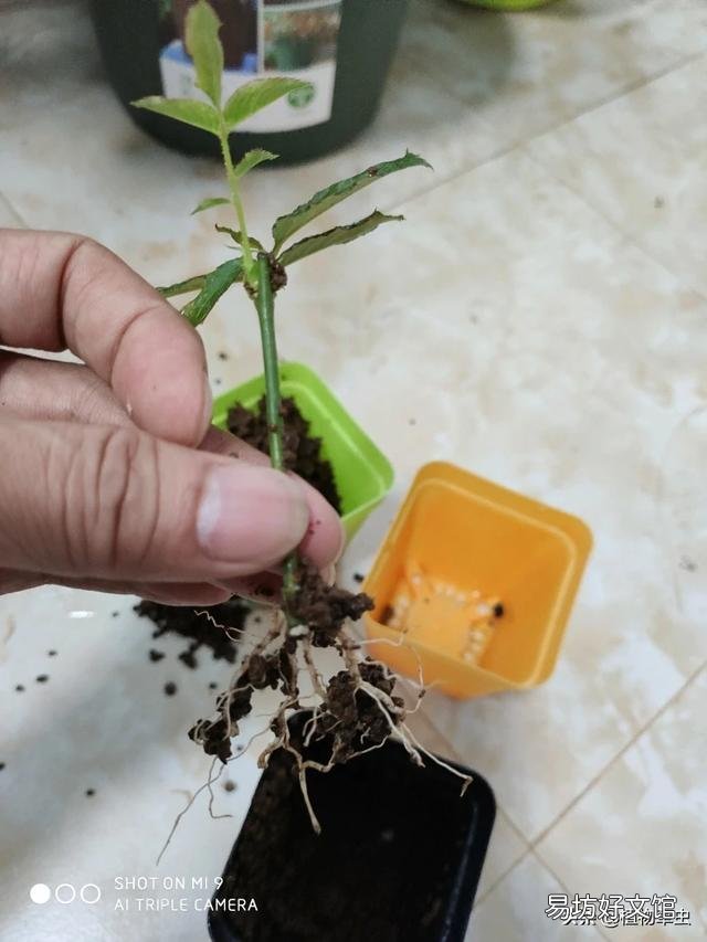 扦插月季后期管理怎么做?