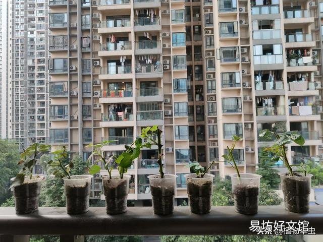 扦插月季后期管理怎么做?