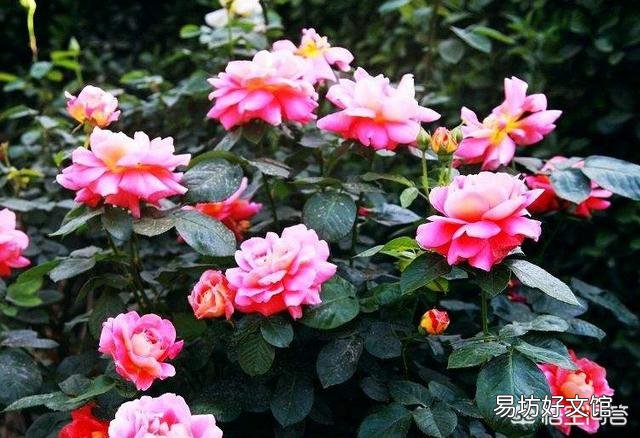 扦插月季后期管理怎么做?