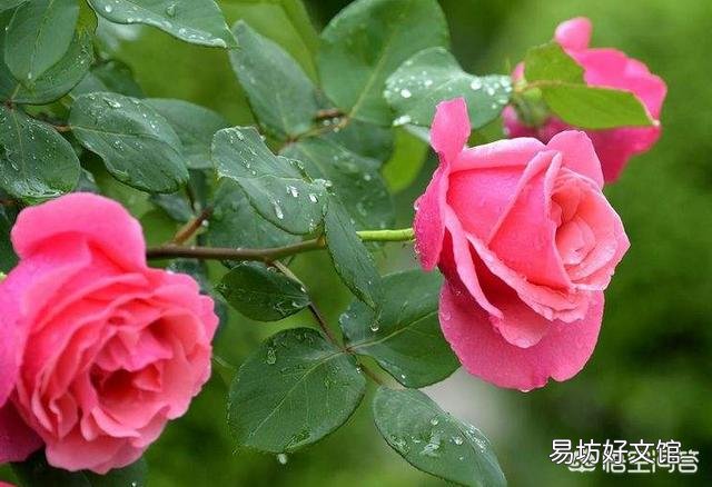 扦插月季后期管理怎么做?