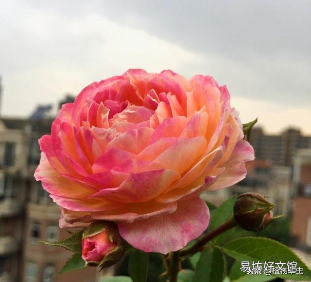 扦插月季后期管理怎么做?