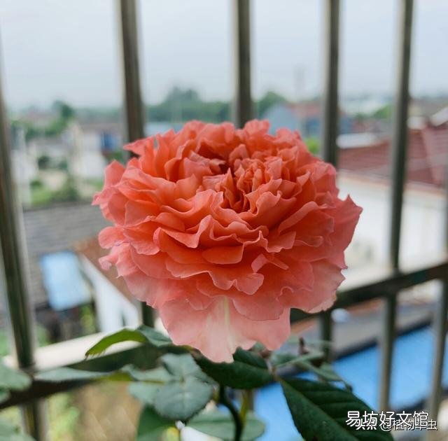 扦插月季后期管理怎么做?