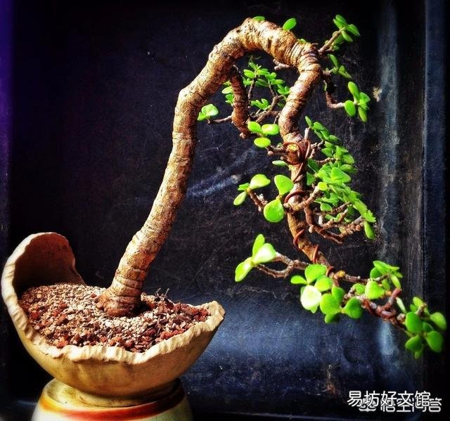 新买的金枝玉叶,夏天养要注意什么呢?
