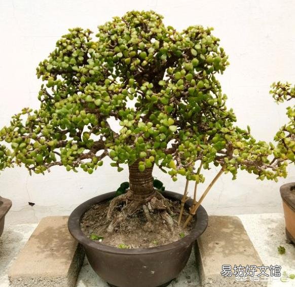新买的金枝玉叶,夏天养要注意什么呢?