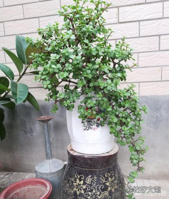 新买的金枝玉叶,夏天养要注意什么呢?