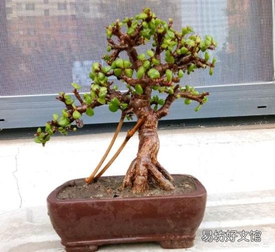 新买的金枝玉叶,夏天养要注意什么呢?