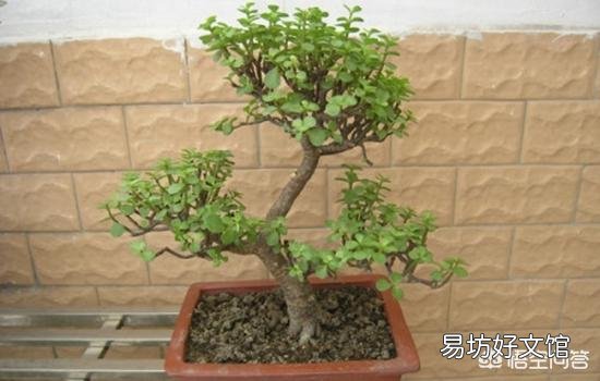 新买的金枝玉叶,夏天养要注意什么呢?