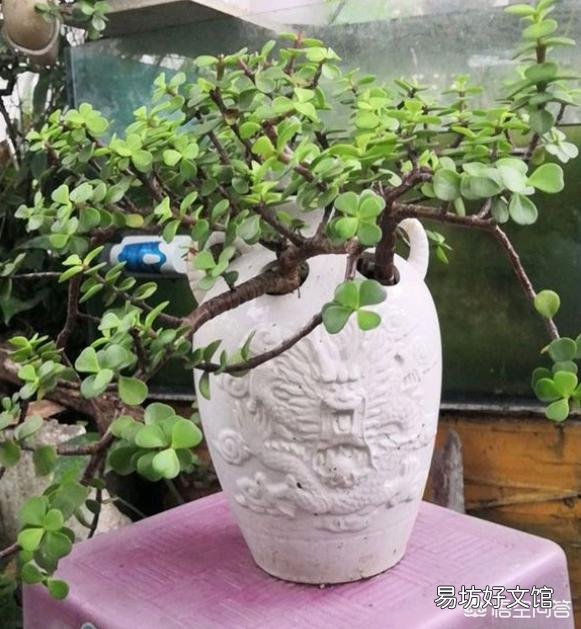 新买的金枝玉叶,夏天养要注意什么呢?