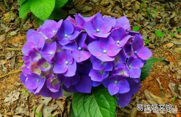 怎么能够让绣球花的根系更加发达?