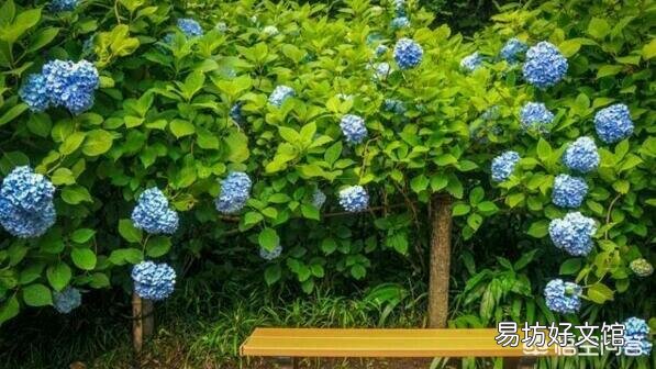 怎么能够让绣球花的根系更加发达?