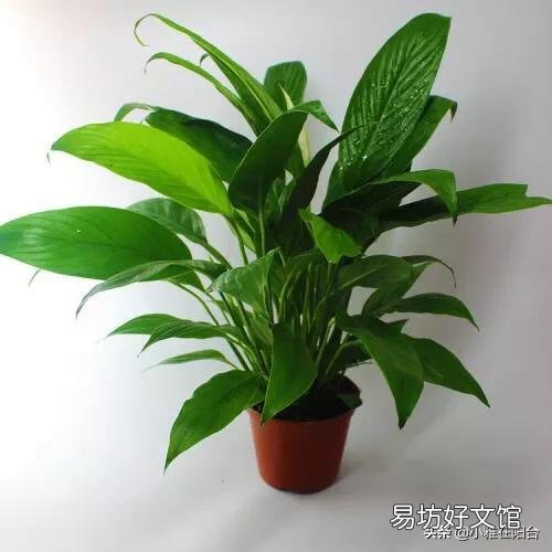 白掌不开花怎么办?