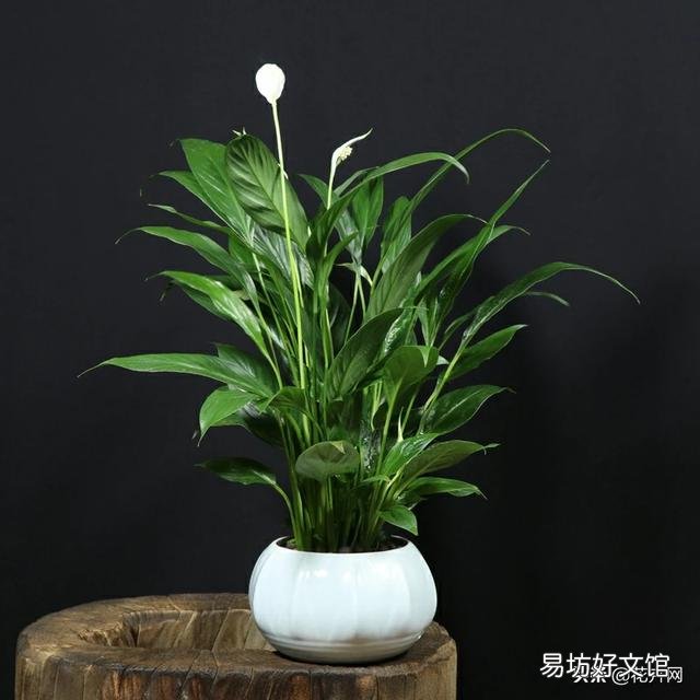 白掌不开花怎么办?