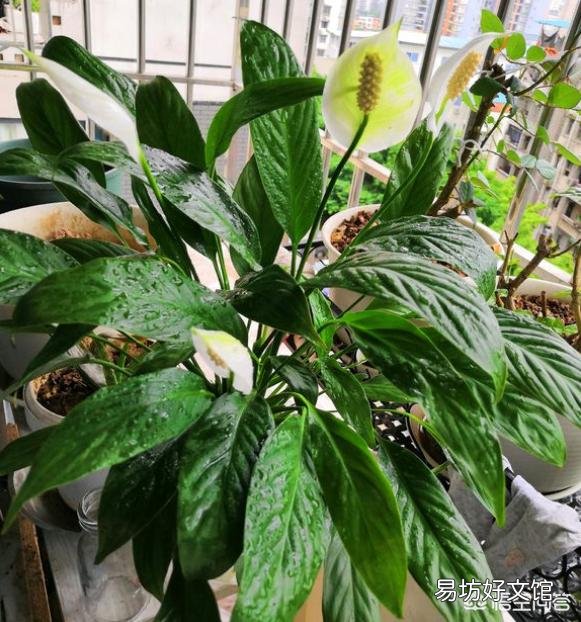 白掌不开花怎么办?