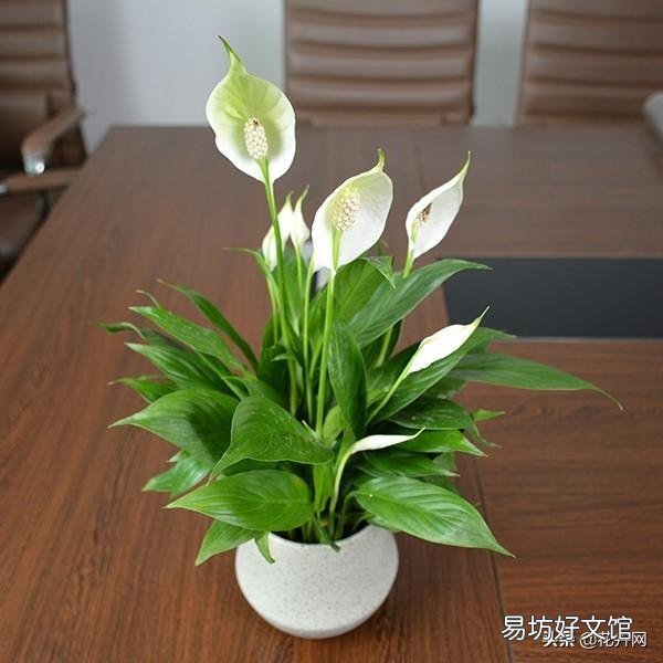 白掌不开花怎么办?
