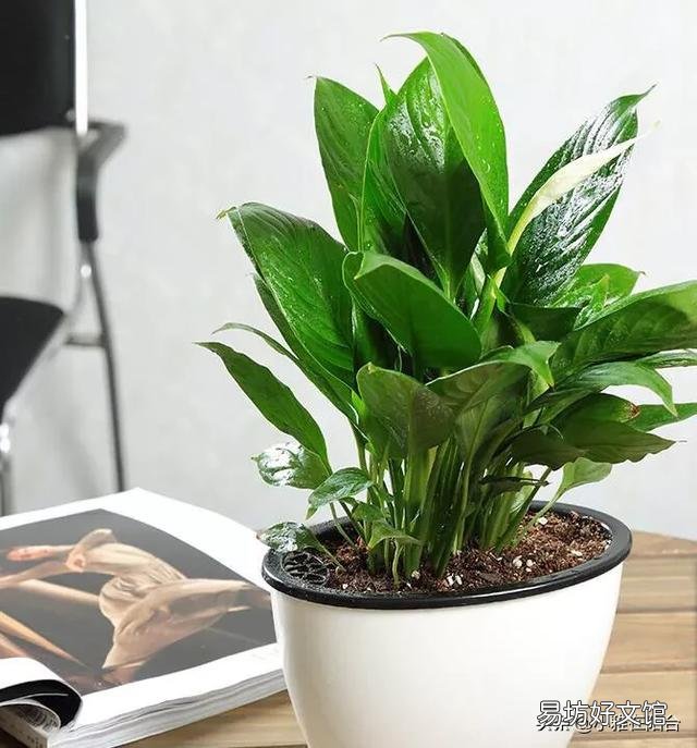 白掌不开花怎么办?