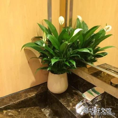 白掌不开花怎么办?