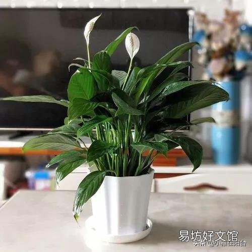 白掌不开花怎么办?