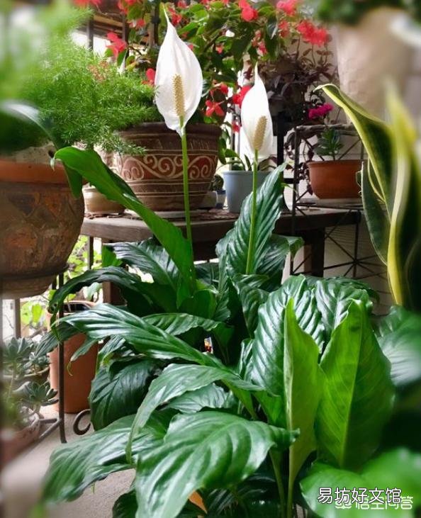 白掌不开花怎么办?