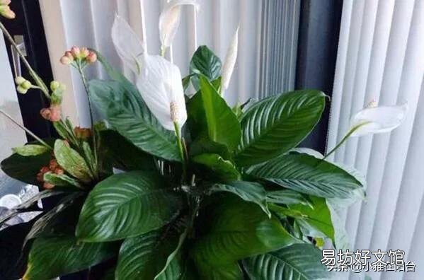 白掌不开花怎么办?