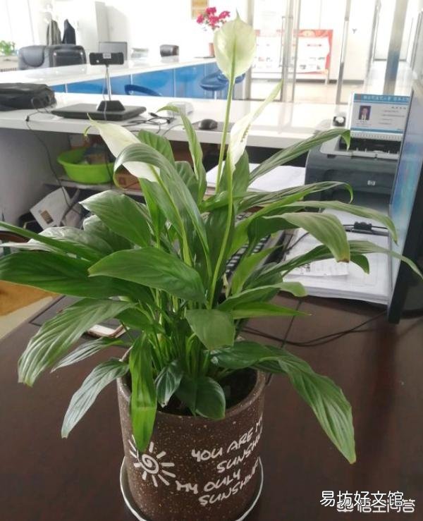 白掌不开花怎么办?