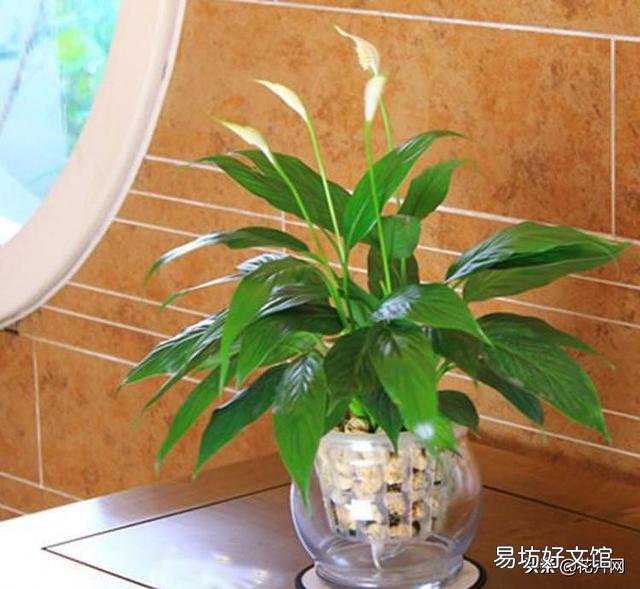 白掌不开花怎么办?
