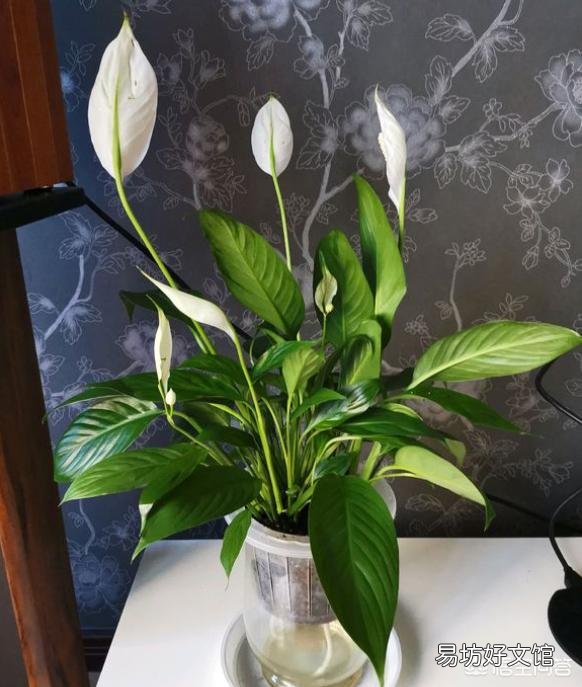 白掌不开花怎么办?