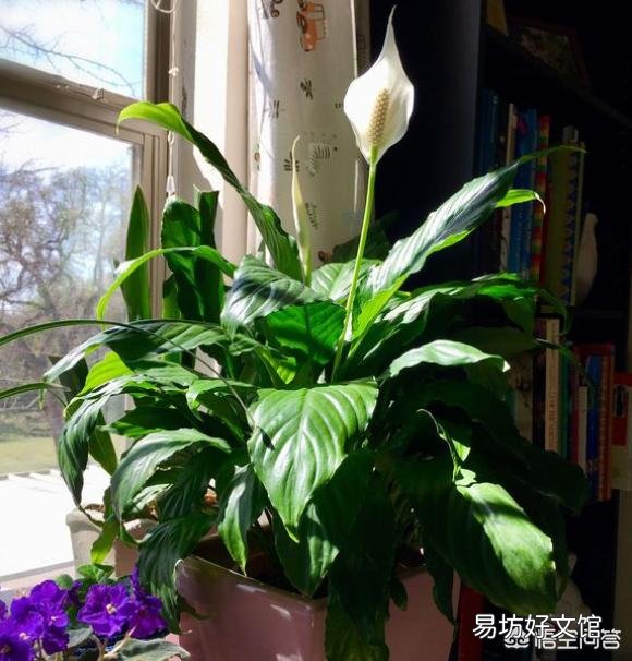 白掌不开花怎么办?