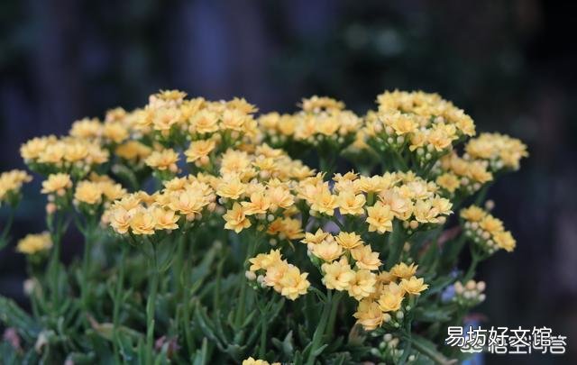 夏季刚买的长寿花怎样养护?