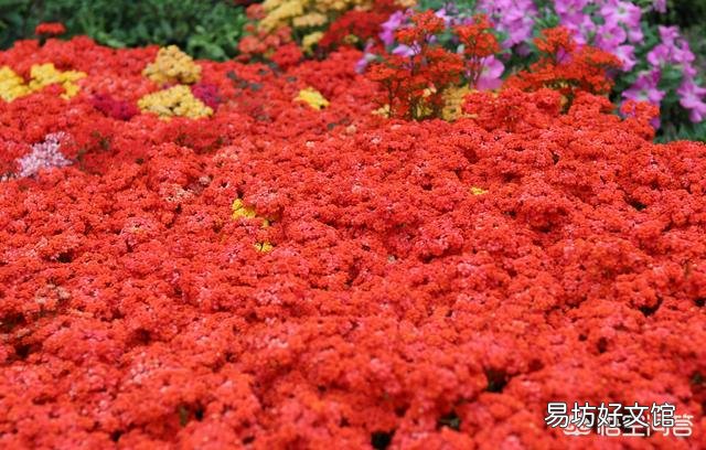 夏季刚买的长寿花怎样养护?