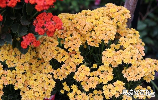 夏季刚买的长寿花怎样养护?