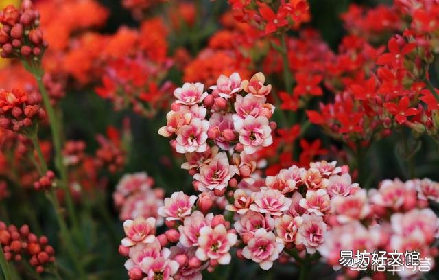 夏季刚买的长寿花怎样养护?