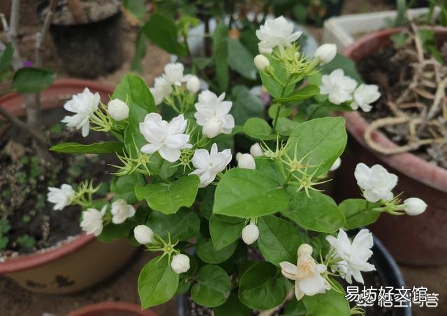茉莉花在北方如何养护？