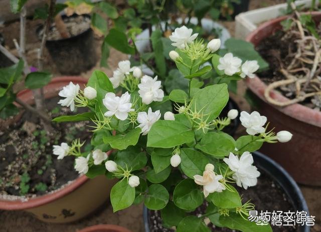 茉莉花在北方如何养护？