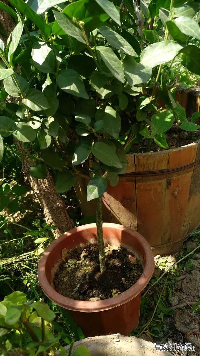 茉莉花在北方如何养护？