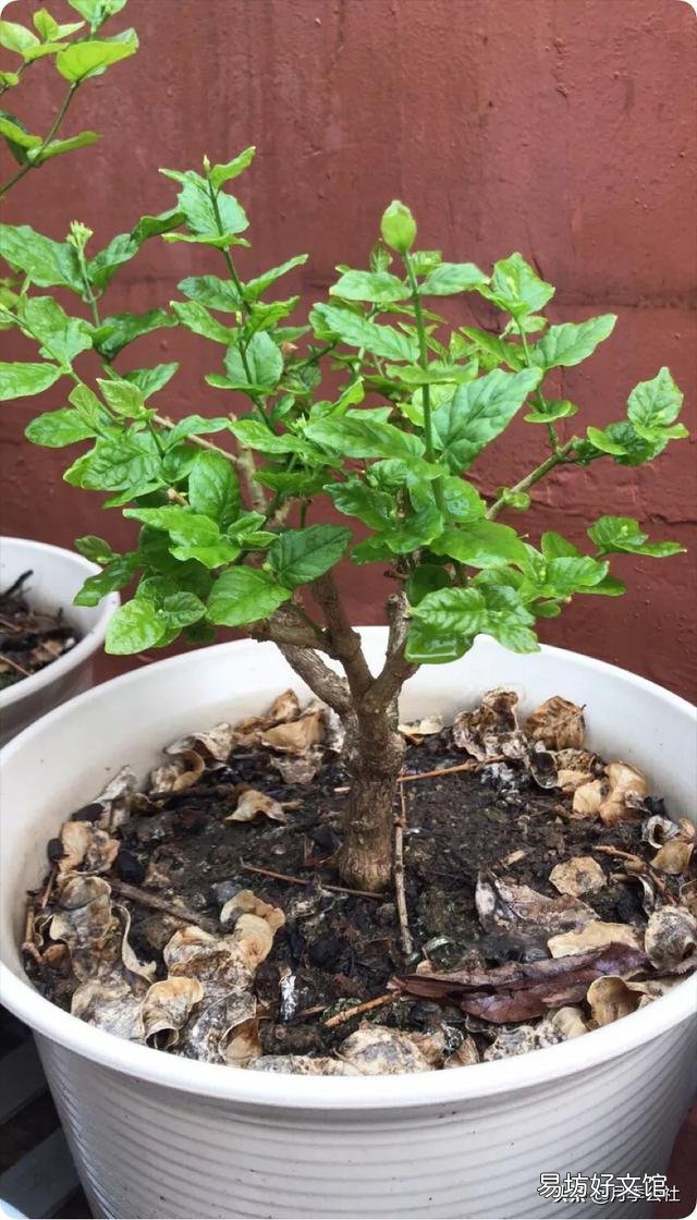 茉莉花在北方如何养护？