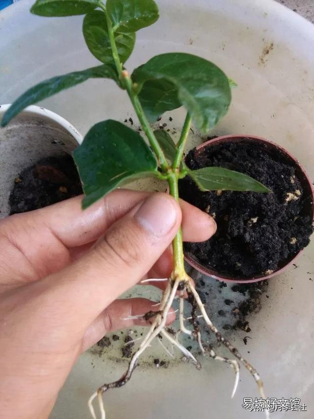茉莉花在北方如何养护？